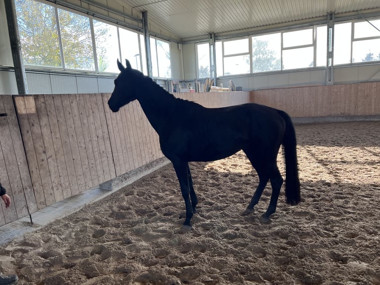 Deutsches Sportpferd Stute 4 Jahre 165 cm Dunkelbrauner in Mengen