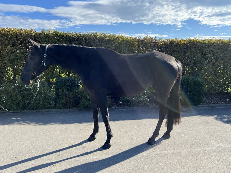 Deutsches Sportpferd Stute 4 Jahre 165 cm Dunkelbrauner in Mengen