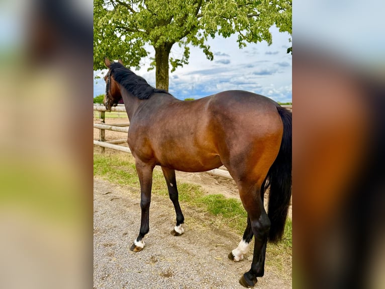 Deutsches Sportpferd Stute 4 Jahre 165 cm Dunkelbrauner in Grevenbroich