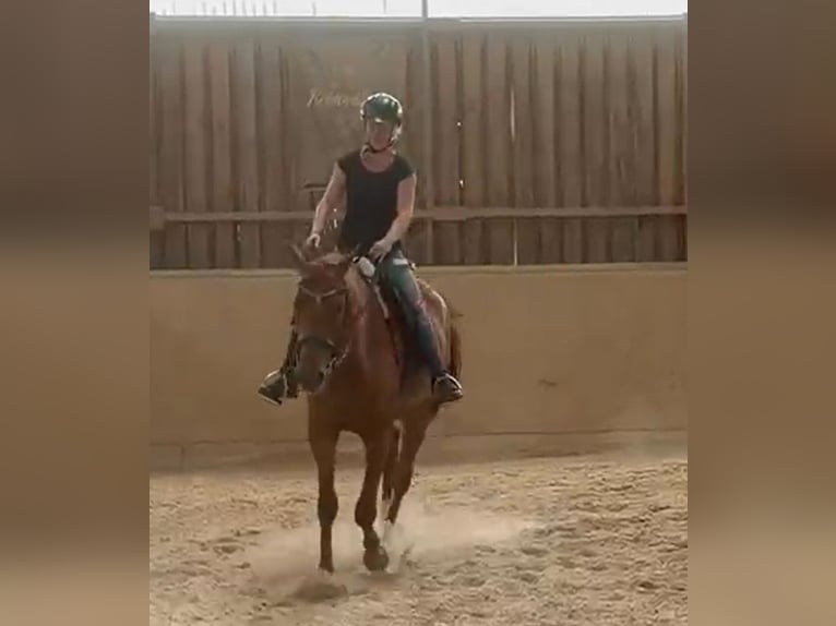 Deutsches Sportpferd Stute 4 Jahre 165 cm Fuchs in Freudenburg