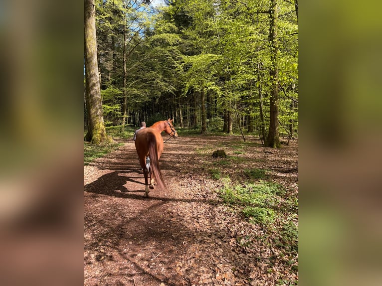 Deutsches Sportpferd Stute 4 Jahre 165 cm Fuchs in Freudenburg