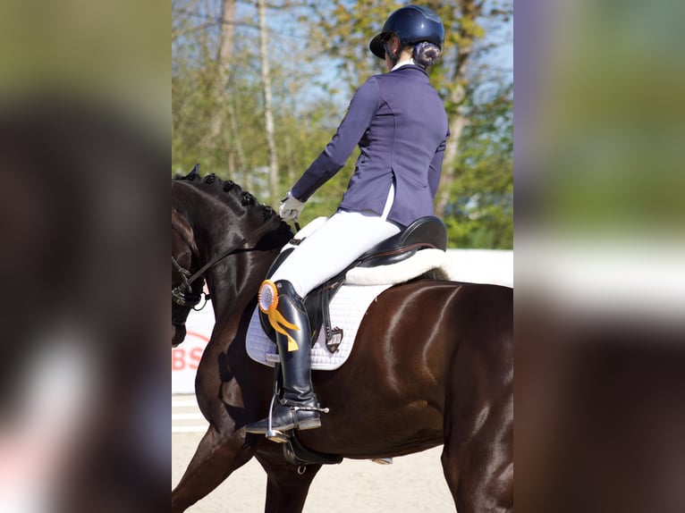 Deutsches Sportpferd Stute 4 Jahre 165 cm Rappe in Hülben