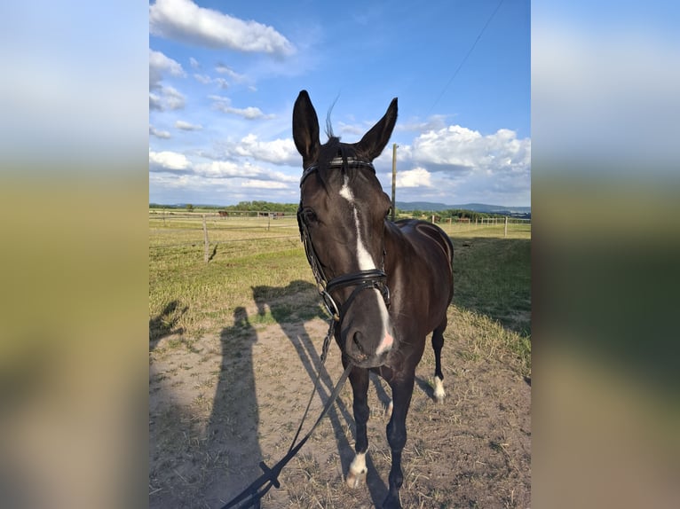 Deutsches Sportpferd Stute 4 Jahre 165 cm Rappe in Neuler
