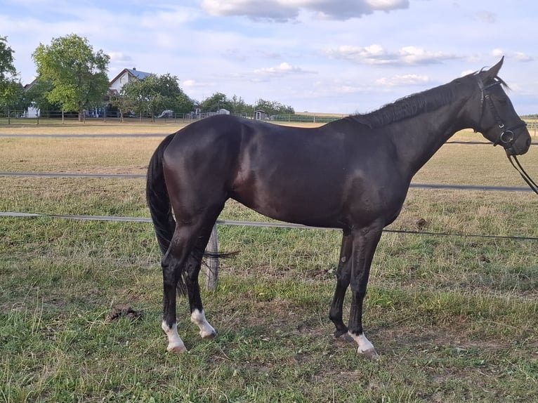 Deutsches Sportpferd Stute 4 Jahre 165 cm Rappe in Neuler