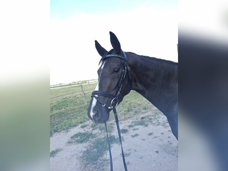 Deutsches Sportpferd Stute 4 Jahre 165 cm Rappe in Neuler