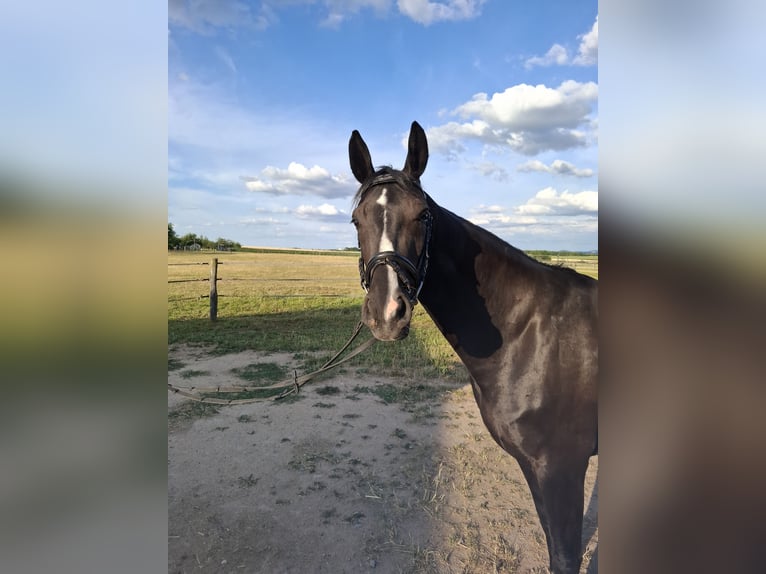 Deutsches Sportpferd Stute 4 Jahre 165 cm Rappe in Neuler