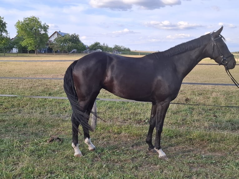 Deutsches Sportpferd Stute 4 Jahre 165 cm Rappe in Neuler