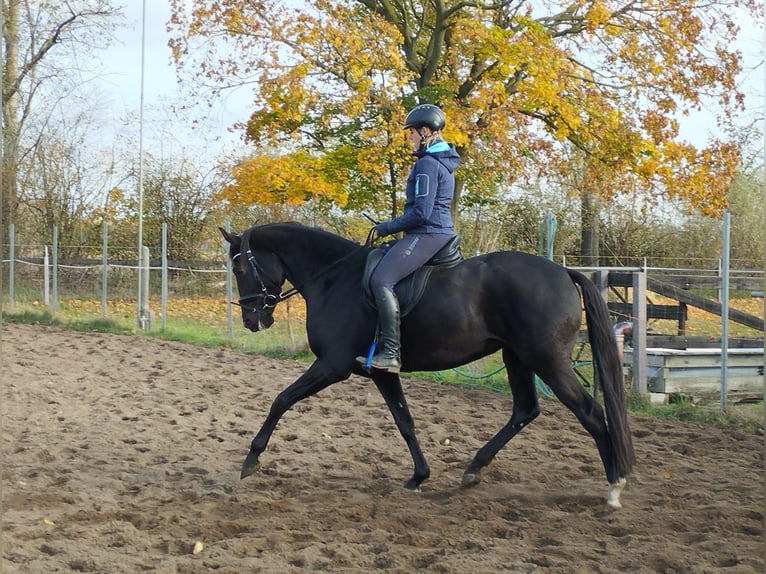 Deutsches Sportpferd Stute 4 Jahre 165 cm Rappe in Schmachtenhagen