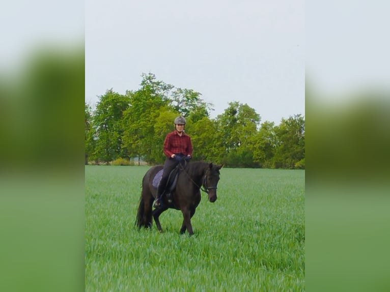 Deutsches Sportpferd Stute 4 Jahre 165 cm Rappe in Schmachtenhagen
