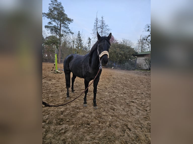 Deutsches Sportpferd Stute 4 Jahre 165 cm Rappe in Löcknitz