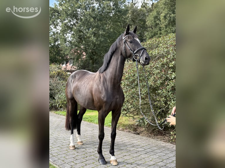 Deutsches Sportpferd Stute 4 Jahre 165 cm Rappe in Tornesch