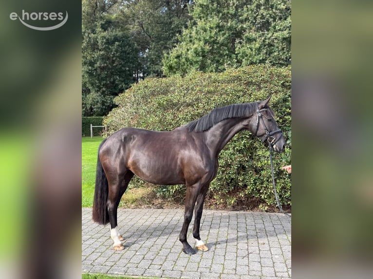 Deutsches Sportpferd Stute 4 Jahre 165 cm Rappe in Tornesch
