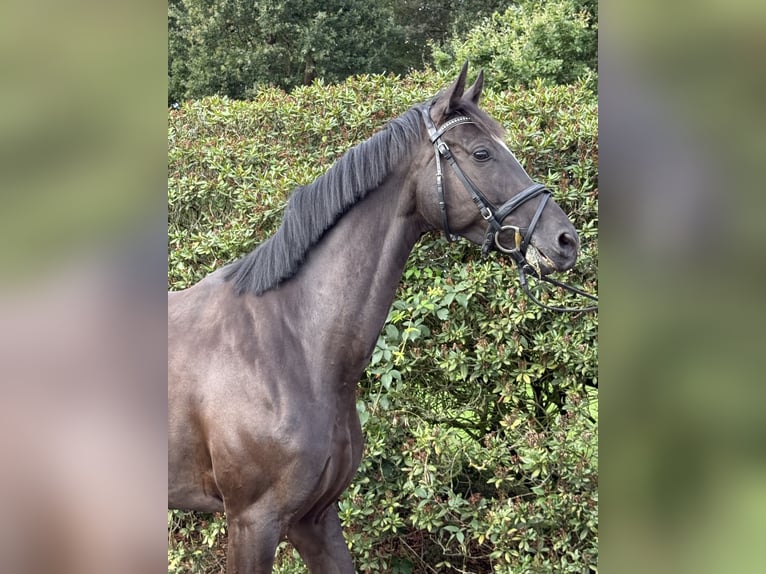 Deutsches Sportpferd Stute 4 Jahre 165 cm Rappe in Vechta