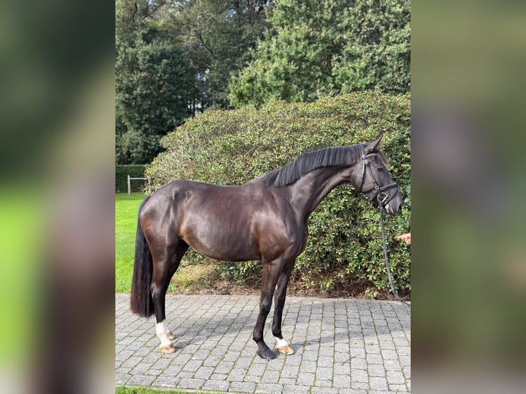 Deutsches Sportpferd Stute 4 Jahre 165 cm Rappe in Vechta
