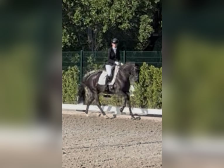Deutsches Sportpferd Stute 4 Jahre 165 cm Rappe in Gro&#xDF; Kreutz
