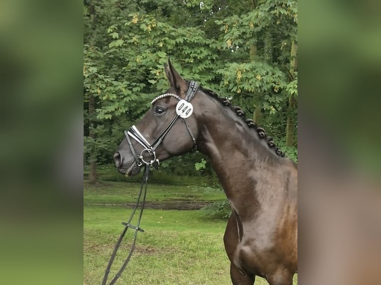 Deutsches Sportpferd Stute 4 Jahre 165 cm Rappe in Gro&#xDF; Kreutz