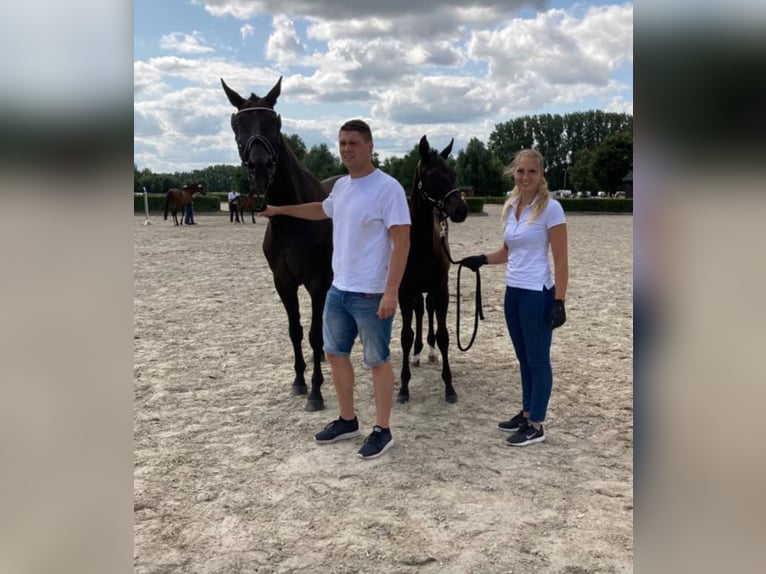 Deutsches Sportpferd Stute 4 Jahre 165 cm Rappe in Gro&#xDF; Kreutz