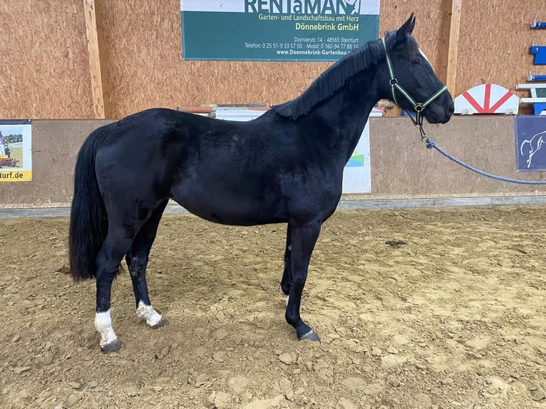 Deutsches Sportpferd Stute 4 Jahre 165 cm Rappe in Neuenkirchen