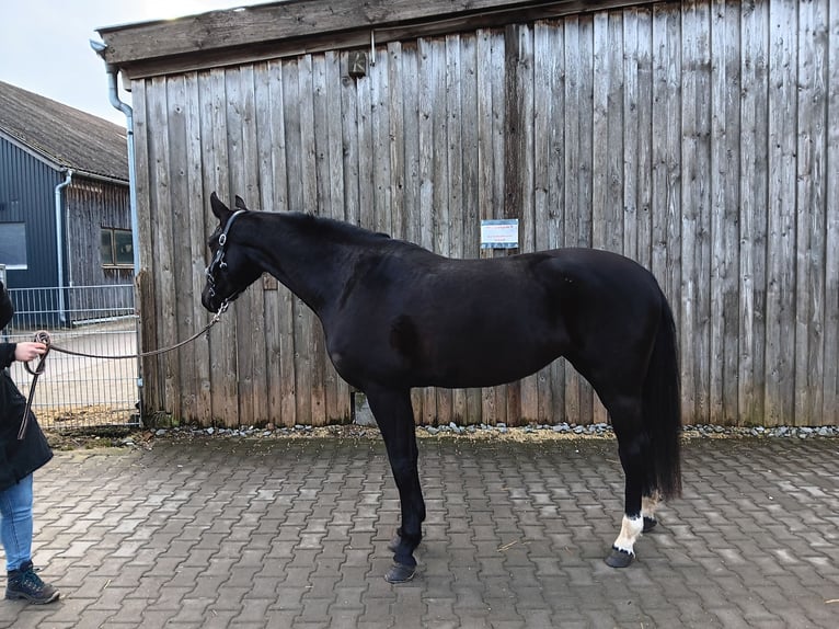 Deutsches Sportpferd Stute 4 Jahre 165 cm Rappe in Königsbronn