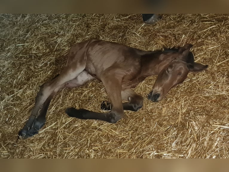 Deutsches Sportpferd Stute 4 Jahre 165 cm Rotbrauner in Groß Rosenburg