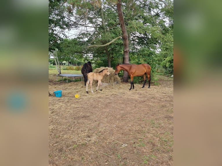 Deutsches Sportpferd Stute 4 Jahre 165 cm Rotbrauner in Groß Rosenburg