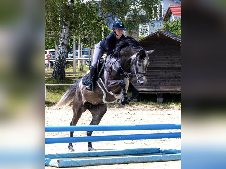 Deutsches Sportpferd Stute 4 Jahre 165 cm Schimmel in Frankfurt am Main