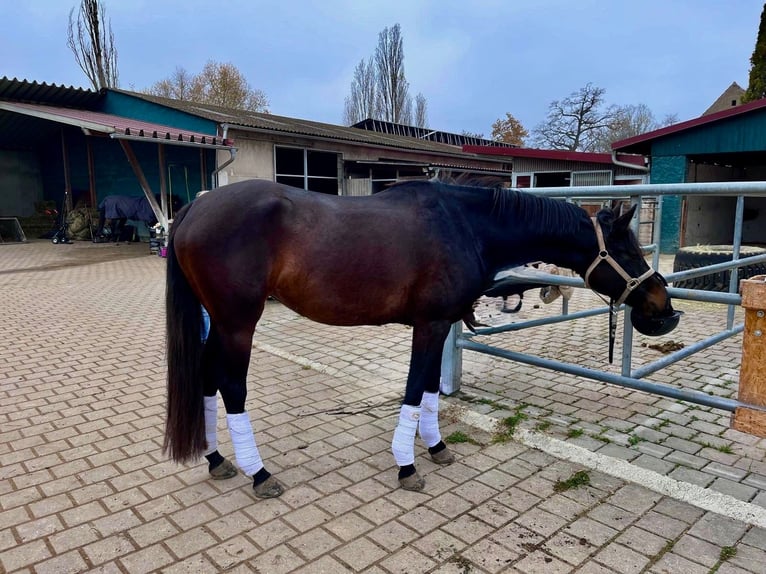 Deutsches Sportpferd Stute 4 Jahre 165 cm Schwarzbrauner in Kleinlangheim
