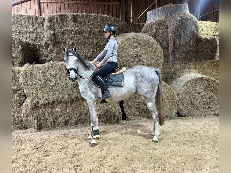 Deutsches Sportpferd Stute 4 Jahre 166 cm Apfelschimmel in Pelmberg