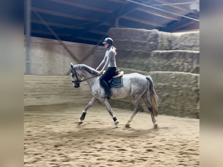Deutsches Sportpferd Stute 4 Jahre 166 cm Apfelschimmel in Pelmberg