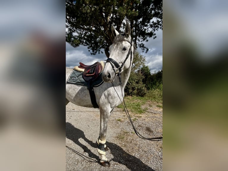 Deutsches Sportpferd Stute 4 Jahre 166 cm Apfelschimmel in Pelmberg