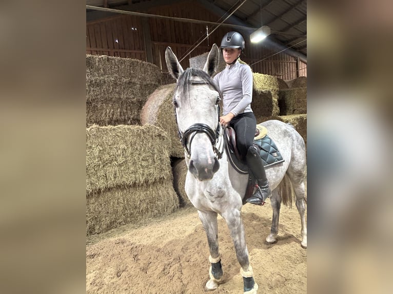 Deutsches Sportpferd Stute 4 Jahre 166 cm Apfelschimmel in Pelmberg