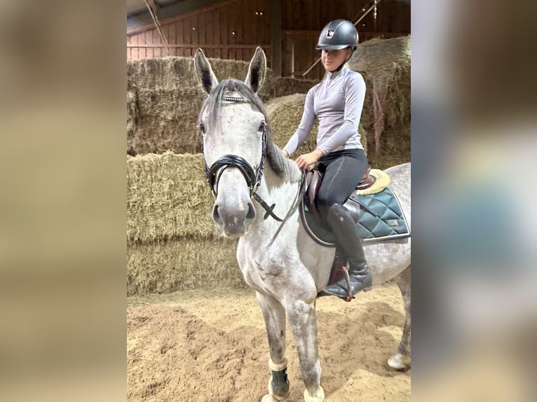 Deutsches Sportpferd Stute 4 Jahre 166 cm Apfelschimmel in Pelmberg