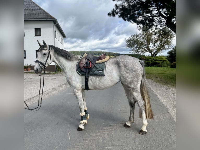 Deutsches Sportpferd Stute 4 Jahre 166 cm Apfelschimmel in Pelmberg