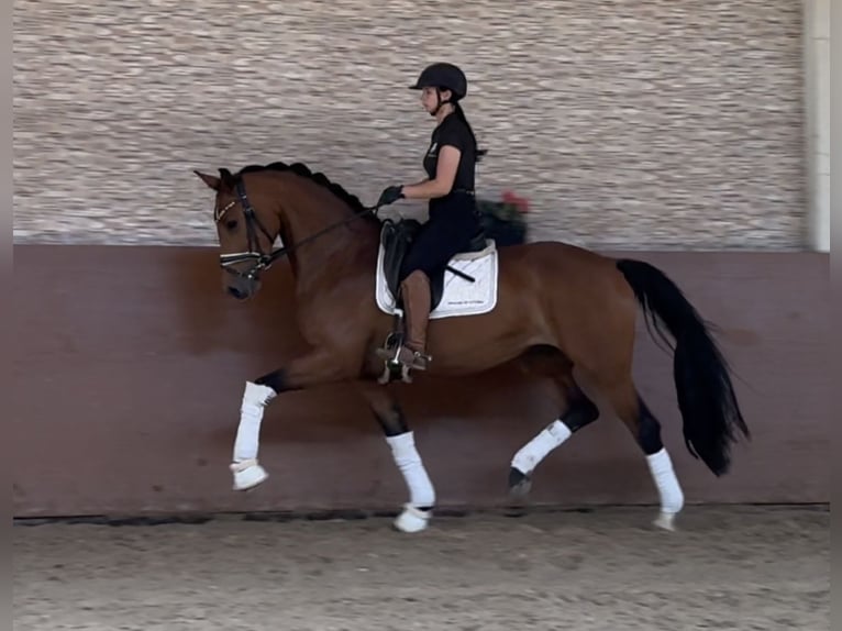 Deutsches Sportpferd Stute 4 Jahre 166 cm Brauner in Wehringen
