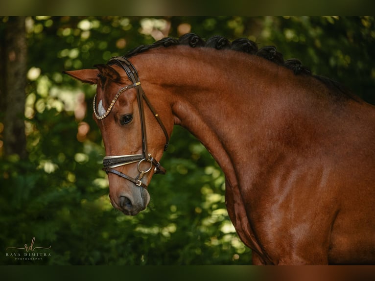 Deutsches Sportpferd Stute 4 Jahre 166 cm Brauner in Wehringen