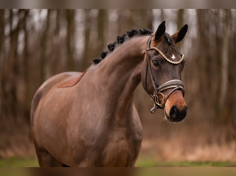 Deutsches Sportpferd Stute 4 Jahre 166 cm Brauner in Wehringen
