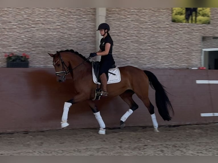 Deutsches Sportpferd Stute 4 Jahre 166 cm Brauner in Wehringen
