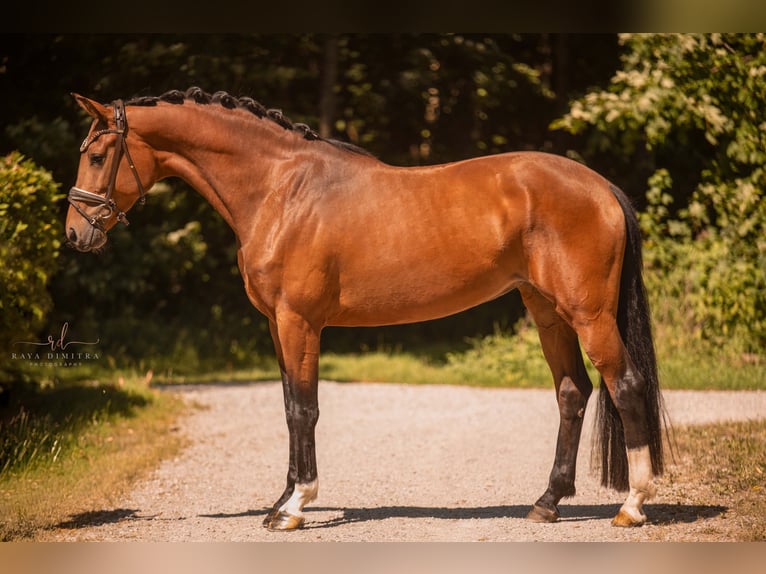 Deutsches Sportpferd Stute 4 Jahre 166 cm Brauner in Wehringen