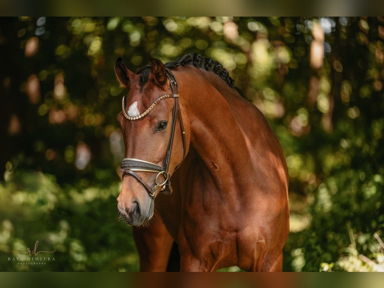 Deutsches Sportpferd Stute 4 Jahre 166 cm Brauner in Wehringen