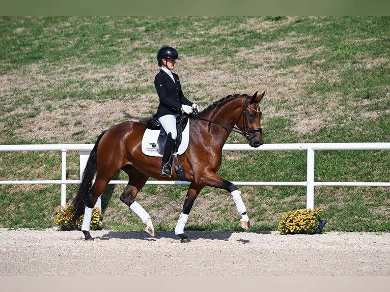 Deutsches Sportpferd Stute 4 Jahre 166 cm Brauner in Gomadingen