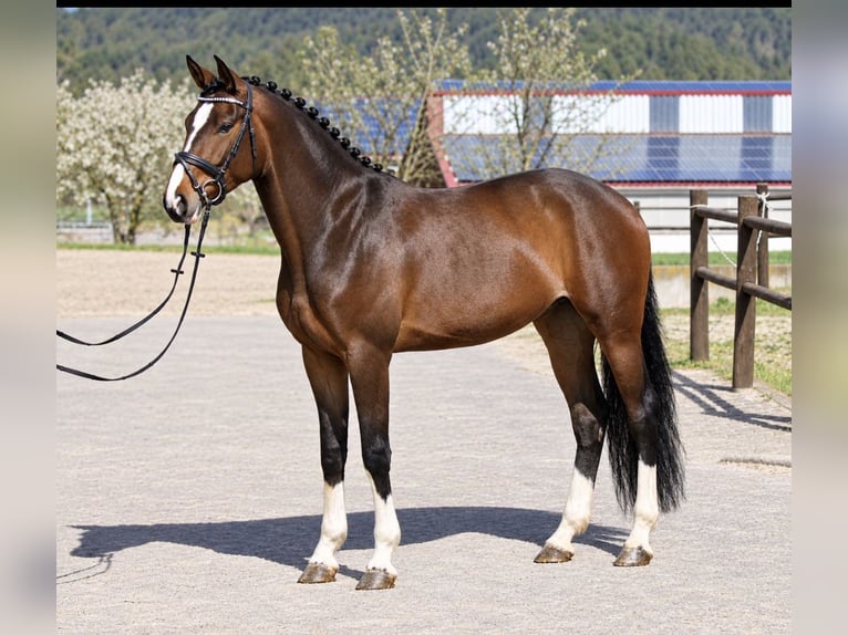 Deutsches Sportpferd Stute 4 Jahre 166 cm Brauner in Wächtersbach