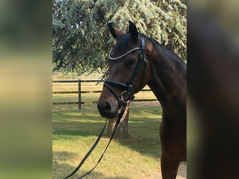 Deutsches Sportpferd Stute 4 Jahre 166 cm Dunkelbrauner in Donaueschingen