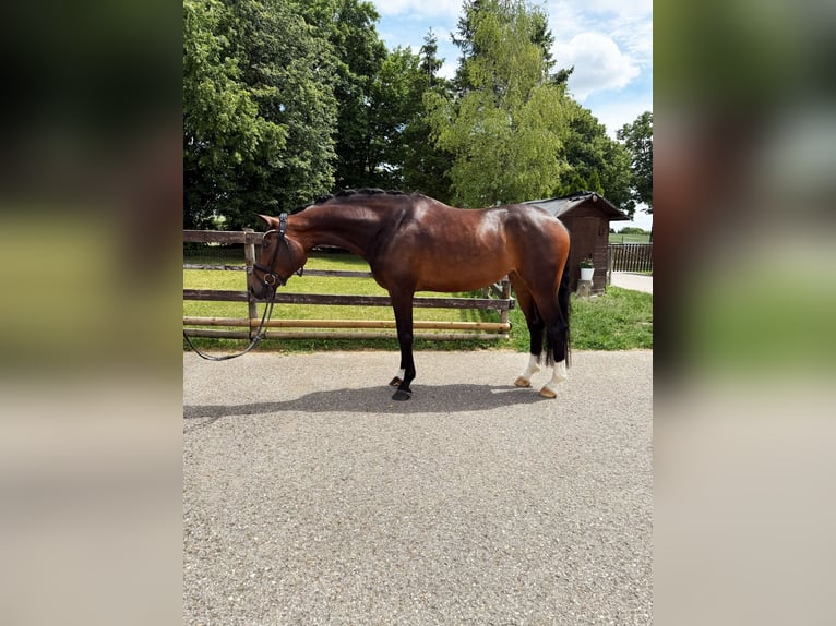 Deutsches Sportpferd Stute 4 Jahre 166 cm Dunkelbrauner in Neresheim