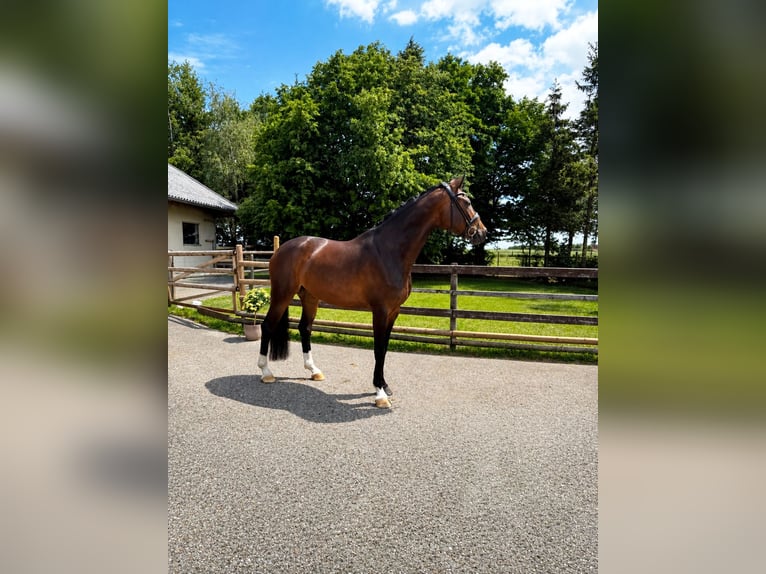 Deutsches Sportpferd Stute 4 Jahre 166 cm Dunkelbrauner in Neresheim