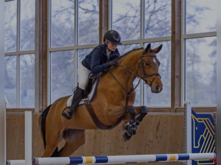 Deutsches Sportpferd Stute 4 Jahre 166 cm Hellbrauner in Schöppingen