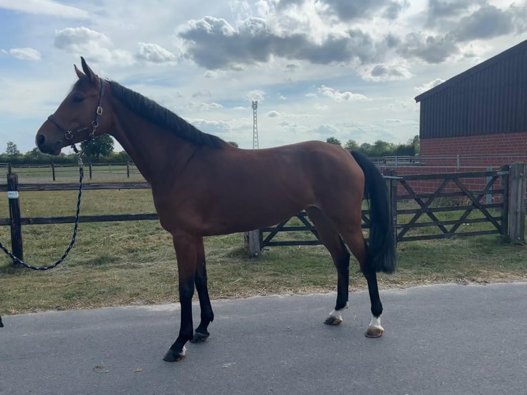 Deutsches Sportpferd Stute 4 Jahre 166 cm Hellbrauner in Sch&#xF6;ppingen