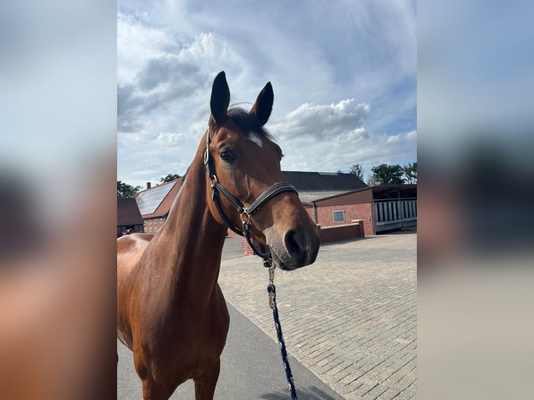 Deutsches Sportpferd Stute 4 Jahre 166 cm Hellbrauner in Sch&#xF6;ppingen