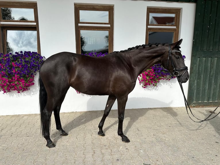 Deutsches Sportpferd Stute 4 Jahre 166 cm Rappe in Rottenburg an der Laaber
