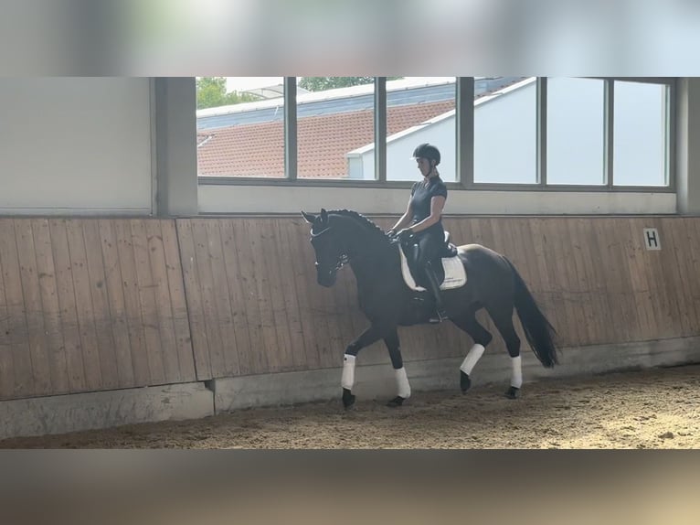 Deutsches Sportpferd Stute 4 Jahre 166 cm Rappe in Rottenburg an der Laaber