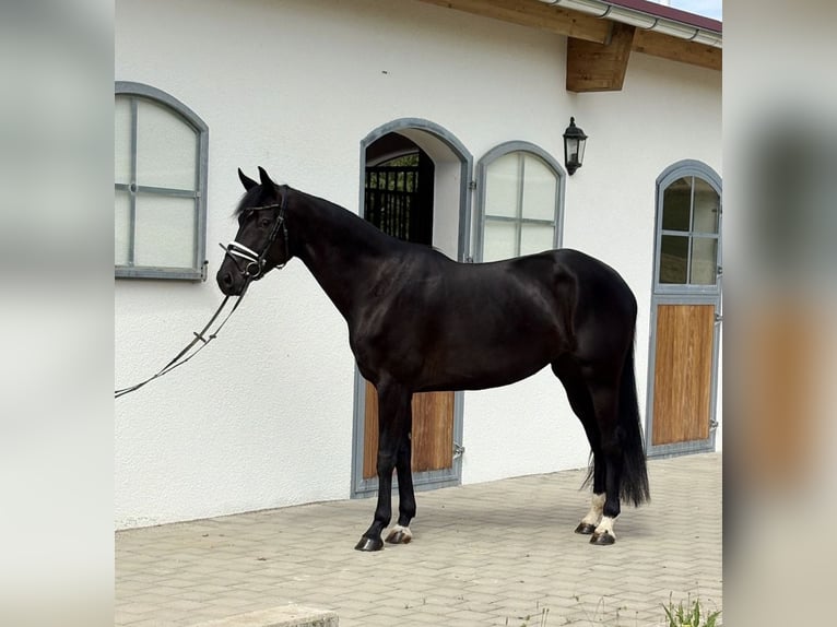 Deutsches Sportpferd Stute 4 Jahre 166 cm Rappe in Westerheim